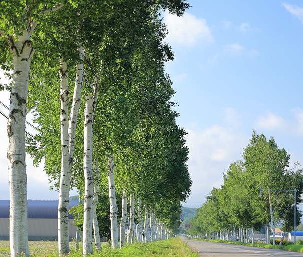 峠に続く白樺並木｜美幌町古梅 2024.01