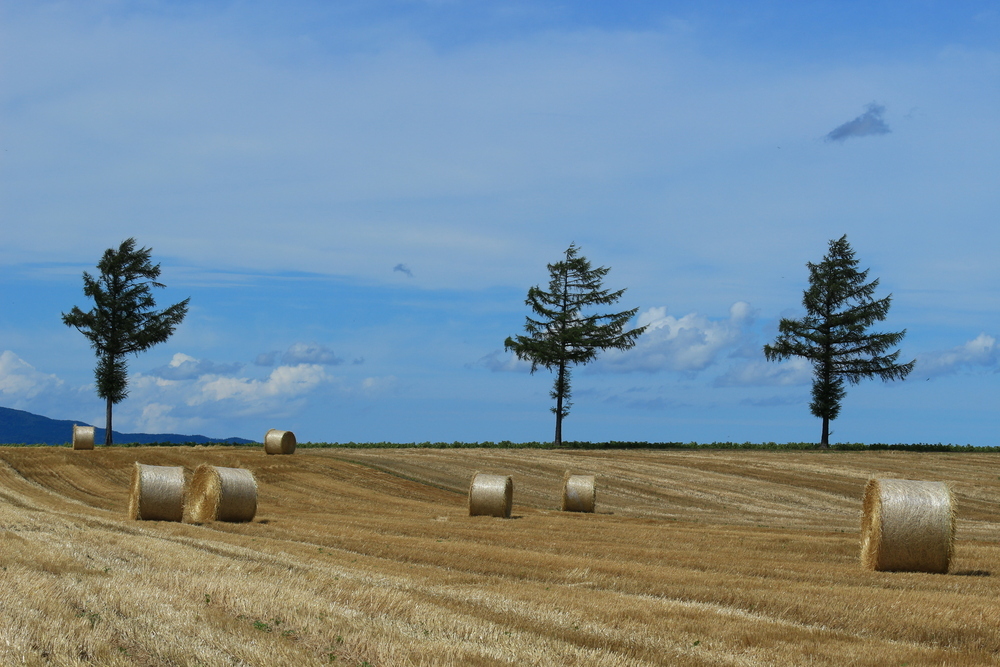 大空町メルヘンの丘